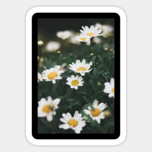 white flowers plant Sticker